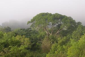 Morning fog on the Amana River, an Amazon tributary, Amazonas state, Brazil photo