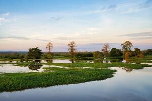 Laguna at sunrise, Amazonas state, Brazil photo