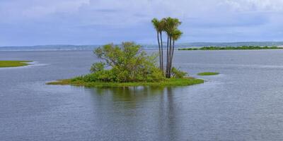 Flooded forest, Para State, Brazil photo