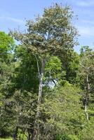 capoc árbol en el en el inundado bosque, amazonas estado, Brasil foto