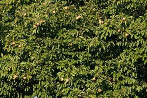 Brazil nuts or Amazon almond tree, Bertholletia excelsa, Amazonas state, Brazil photo