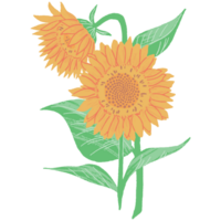 AI generated sunflower clip art, sunflower clip art, sunflower clip art, sunflower clip art png