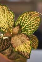 Close-up of a beautiful textured fittonia leaf. photo