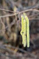 Common Hazel in spring photo