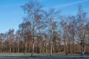 Birch trees in winter in sunlight with meadow photo