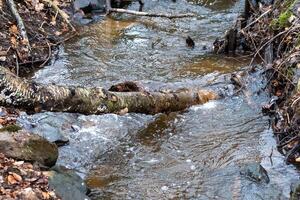 wood in a flowing stream photo