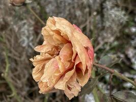 withered rose in the winter photo