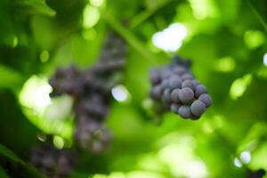 racimo de uvas rojas en viñedo. uva roja de mesa con hojas de vid verde. cosecha otoñal de uvas para hacer vino, mermelada y jugo. día soleado de septiembre. foto
