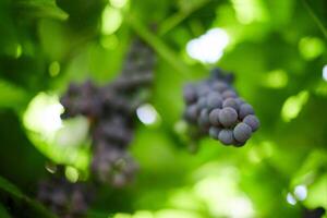 Bunch of red grapes on vineyard. Table red grape with green vine leaves. Autumn harvest of grapes for making wine, jam and juice. Sunny september day. photo