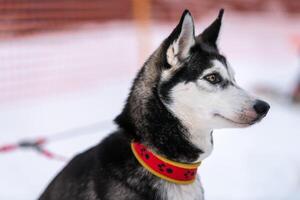 Husky dog portrait, winter snowy background. Funny pet on walking before sled dog training. photo