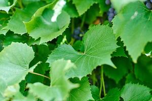 Grape leaves. Green vine leaves at sunny september day in vineyard. Soon autumn harvest of grapes for making wine, jam and juice. photo