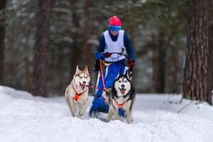 Sled dog racing. Husky sled dogs team pull a sled with dog driver. Winter competition. photo