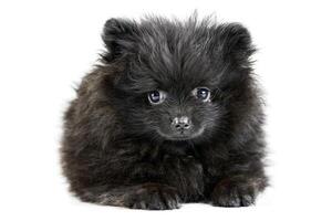 Pomeranian puppy Spitz, isolated photo