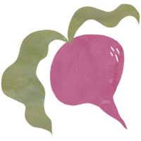 ai généré une aquarelle illustration de une un radis png