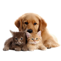 AI generated Cats and dog friends isolated on transparent background, created with generative AI png