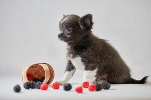 Cute chihuahua dog puppy. Little funny dog. Preparing for a dog show. photo