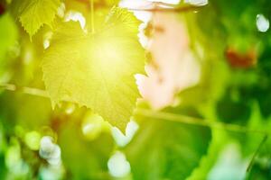 Grape leaves in vineyard. Green vine leaves at sunny september day. Soon autumn harvest of grapes for making wine, jam, juice, jelly, grape seed extract, vinegar, and grape seed oil. photo