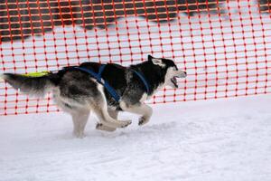 Sled dog racing. Husky sled dogs team in harness run and pull dog driver. Winter sport championship competition. photo