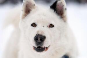 Husky dog portrait, winter snowy background. Funny kind pet on walking before sled dog training. photo