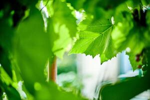 Grape leaves in vineyard. Green vine leaves at sunny september day. Soon autumn harvest of grapes for making wine, jam, juice, jelly, grape seed extract, vinegar, and grape seed oil. photo