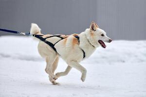 Running Husky dog on sled dog racing photo