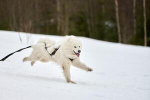 Running Samoyed dog on sled dog racing photo