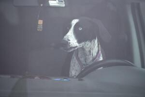 Pointer dog in car, driving travel pet photo