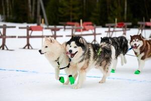 Running Husky dog on sled dog racing photo