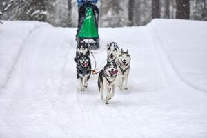 Husky sled dog running photo