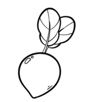 Outline doodle drawing of Radish png