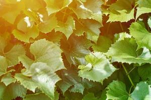 Grape leaves in vineyard. Green vine leaves at sunny september day. Soon autumn harvest of grapes for making wine, jam, juice, jelly, grape seed extract, vinegar, and grape seed oil. photo