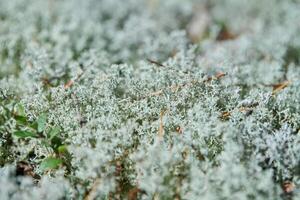 Lichen Cladonia rangiferina. Reindeer grey lichen. Beautiful light-colored forest moss growing in warm and cold climates. Deer, caribou moss. photo