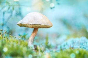 hermoso bolete de leccinum de abedul naranja en el bosque de otoño. hongo leccinum versipelle en musgo liquen cladonia rangiferina. foto