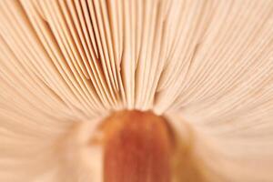 Agaric mushroom gills under cap macro close up photo, depth of field photography photo