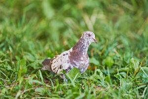 Dove on grass photo