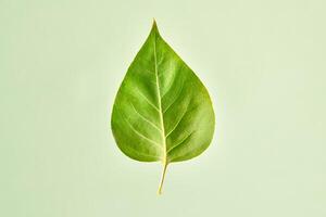 One green syringa tree leaf on light green background, detailed macro close up photo of liliac leaf