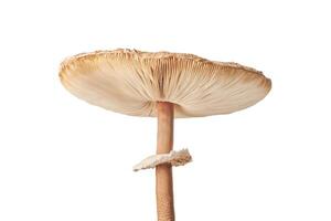 Macrolepiota procera parasol mushroom isolated on white background, brown mushroom with big cap photo