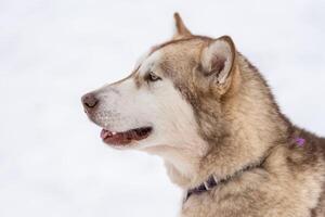 Husky dog portrait, winter snowy background. Funny pet on walking before sled dog training. photo