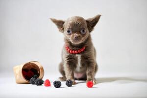 Cute chihuahua dog puppy. Funny little shorthair dog. Preparing for a dog show photo