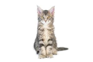 Maine Coon kitten, isolated. Cute, largest and beautiful cat breed. White background photo