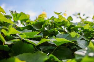 Grape leaves. Green vine leaves at sunny september day in vineyard. Soon autumn harvest of grapes for making wine, jam and juice. photo