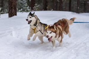 carreras de perros de trineo. equipo de perros de trineo husky en arnés corre y tira del conductor del perro. competición de campeonato de deportes de invierno. foto