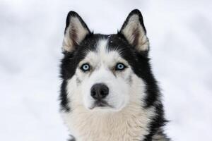 retrato de perro husky, fondo nevado de invierno. mascota divertida al caminar antes del entrenamiento de perros de trineo. foto