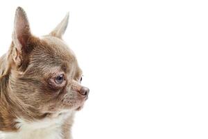 Adult Chihuahua dog, isolated photo