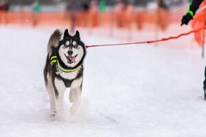 trineo tirado por perros. Conductor de perro de trineo tirado por perros husky. competición de campeonato deportivo. foto