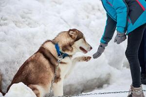 Husky sled dog and owner friendship, winter background photo