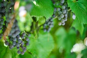 Bunch of red grapes on vineyard. Table red grape with green vine leaves. Autumn harvest of grapes for making wine, jam and juice. Sunny september day. photo