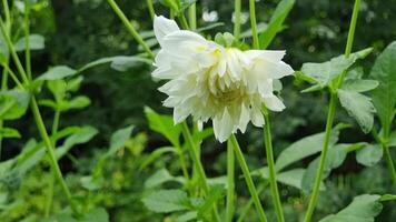 vit dahlia i de trädgård på en solig sommar dag. video