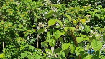 framboesa arbustos e galhos com flores, polinização de abelhas. crescendo bagas em a herdade trama. agricultura. jardinagem. video