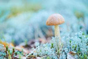 Little Leccinum versipelle mushroom in moss lichen Cladonia rangiferina. Beautiful orange birch bolete in autumn forest. photo